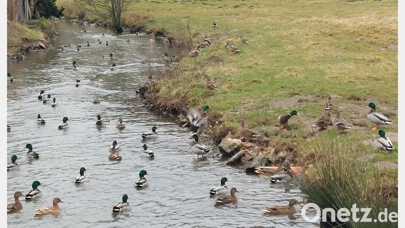 Enten-Hotspot Etzelbach: Gegen die Fütterung des Wildgeflügels durch Anwohner wendet sich nun der Gemeinderat. Bild: sgö