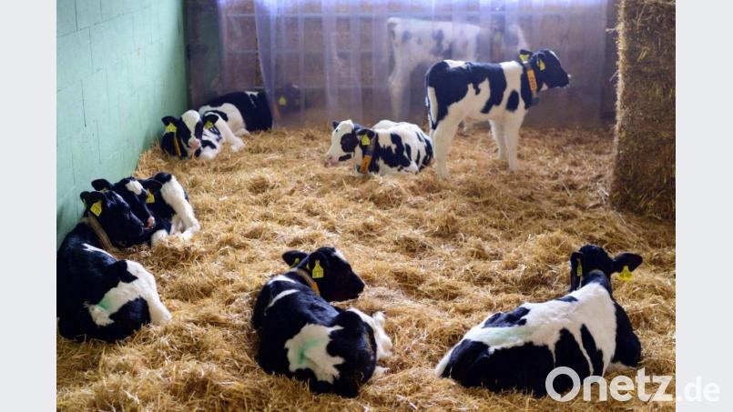 So geht&#039;s auch: Kälber in einem offenen Stall in der Agrargenossenschaft Züllsdorf (Landkreis Elbe-Elster). Bild: Soeren Stache/dpa-Zentralbild/dpa