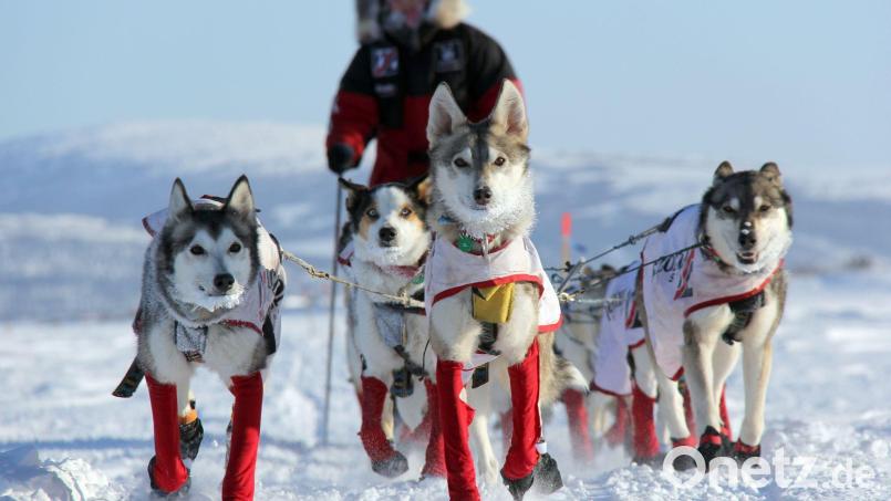Aliy Zirkle, US-amerikanische Hundemusherin,   mit ihren Hunden auf dem Weg nach Shaktoolik. Bild: Sebastian Schnülle/privat/dpa