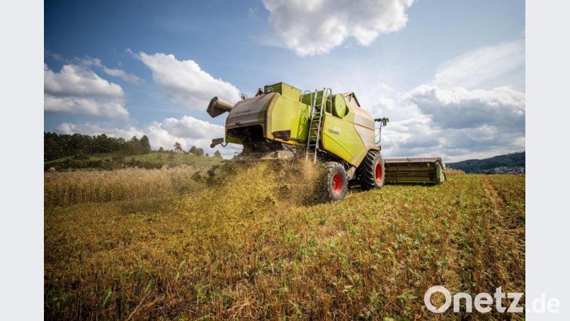 Ein Landwirt fährt bei der Getreideernte mit seinem Mähdrescher über ein Haferfeld. Bild: Christoph Schmidt/dpa