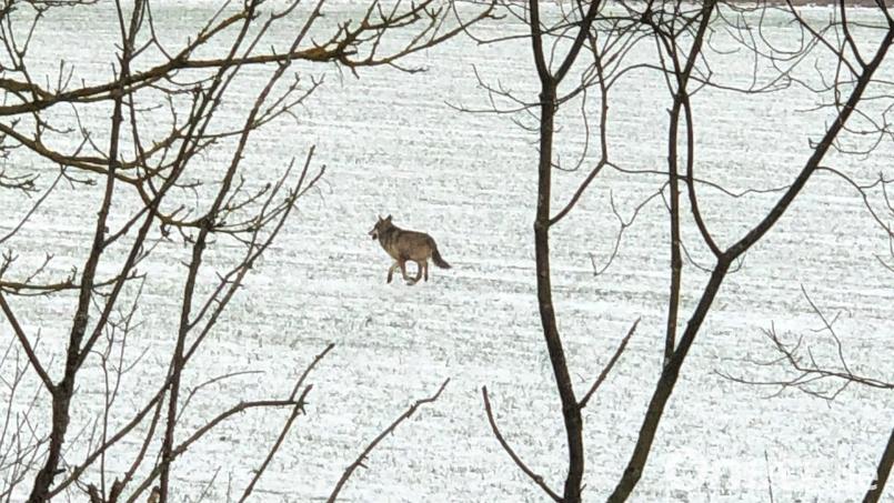 Ein Wolf läuft in der Nähe des Industriegebietes Schafhof bei Ebermannsdorf über ein Feld. Das Tier wurde vermutlich tagsüber im Wald aufgeschreckt, vermutet ein Experte. Bild: Jessica Sauermann /exb