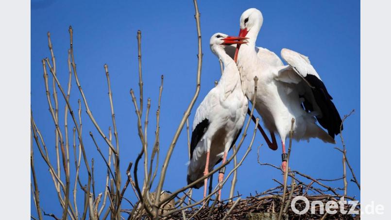 Zwei Störche balzen in ihrem Nest auf einem Baum am Rande von Wyk auf Föhr. Bild: Christian Charisius/dpa