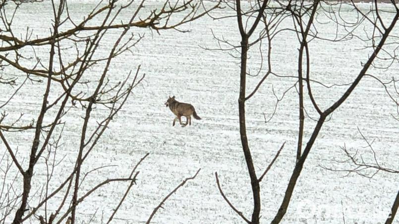Ein Wolf ist kürzlich in der Nähe des Industriegebietes Schafhof bei Ebermannsdorf über ein Feld gelaufen. Bild: Jessica Sauermann /exb