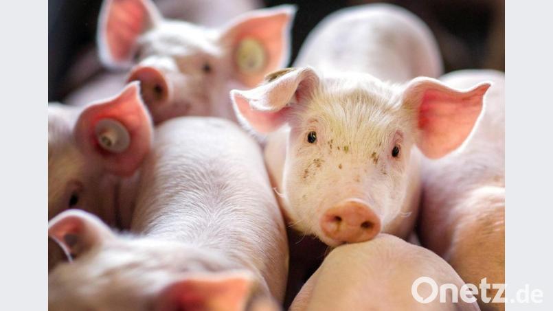 Die Ampel-Koalition will noch in diesem Jahr eine verpflichtende Haltungskennzeichnung an den Start bringen, die auch Transport und Schlachtung umfassen soll. Bild: Jens Büttner/zb/dpa