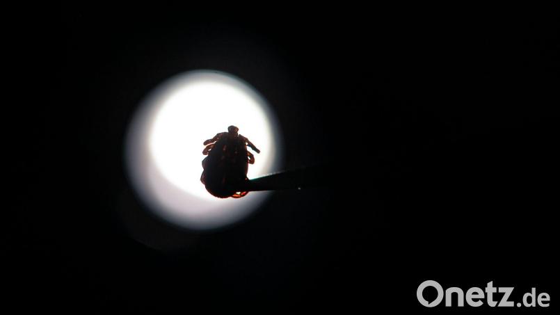 Im vergangenen Jahr wurden in Deutschland weniger FSME-Fälle registriert. Bild: Marijan Murat/dpa