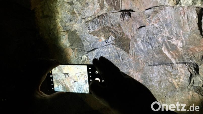 Auf dem Granit-Felsen im alten Bierkeller der Brauerei Märkl in der Johannisbergstraße in Freudenberg überwintert eine Fledermaus. Bild: gri