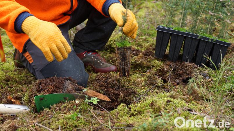 Eine kleine Baumpflanze wird in den frischen Waldboden eingesetzt. Dabei gibt es einiges zu beachten, dass daraus ein starker Baum entstehen kann. Das Forstamt hält deshalb einen Kurs in Bechtsrieth ab. Bild: dob