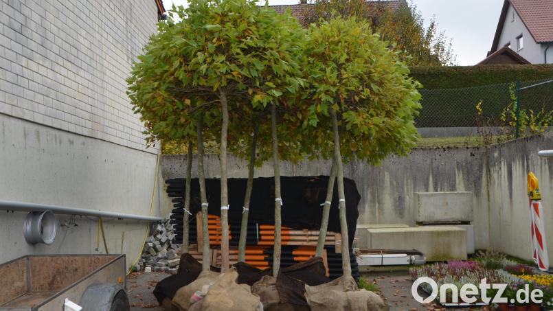 1000 Bäume für Pflanzaktionen fordert die SPD in einem Antrag an den Kreistag Schwandorf. Vor allem die Schulen sollen bei der Initiative eingebunden werden. Archivbild: dob