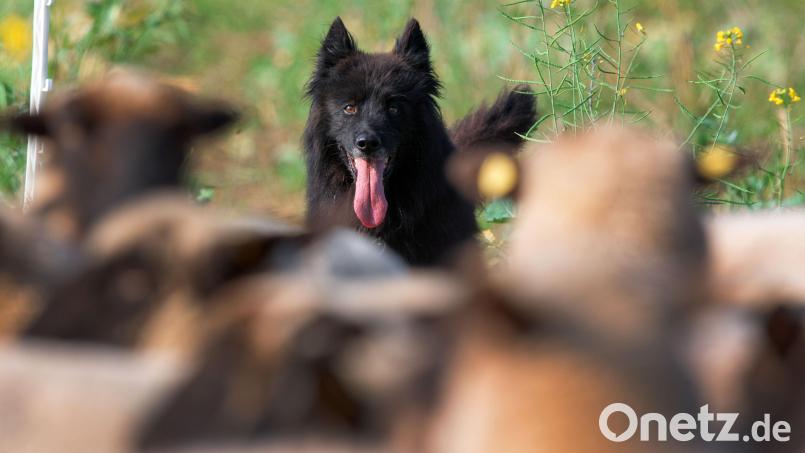 Sein Hütehund hat ein Rehkitz getötet: Der Schäfer muss nun eine Geldstrafe zahlen. Symbolbild: Jens Büttner/dpa