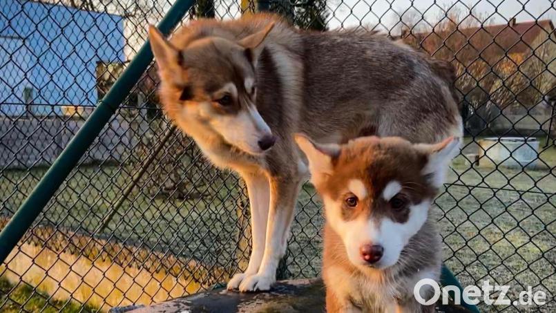 Eine Husky-Hündin blickt auf einen der vier Welpen, mit denen sie am Sonntagvormittag auf "Entdeckungstour" durch die Schwandorfer Nachbarschaft unterwegs war. Bild: Polizei Schwandorf/exb