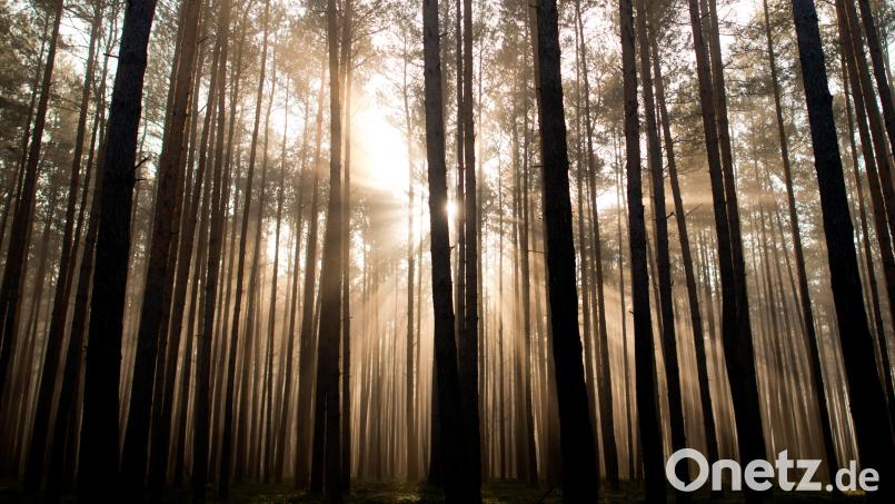 In der neuen Folge von &quot;Es war einmal... in der Oberpfalz&quot; geht es um den Wald als Märchensymbol. Symbolbild: Patrick Pleul/dpa