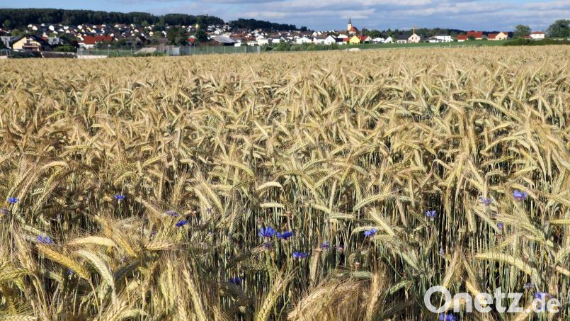 Ein Getreidefeld bei Wackersdorf. Steigende Preise bestimmen derzeit die Lage auf den Weltmärkten. Gleichzeitig steigen die Produktionskosten. Archivbild: Götz