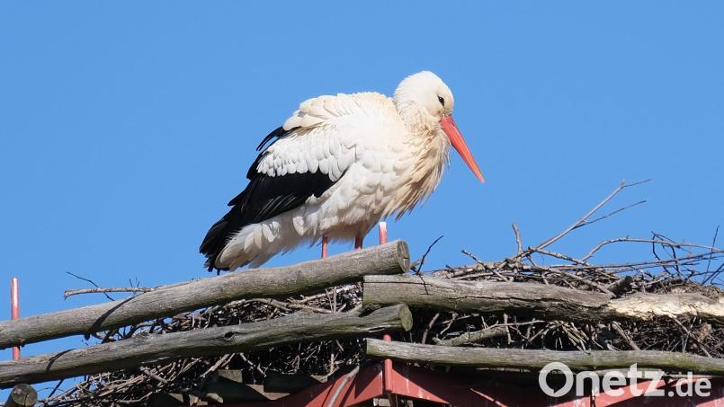 Das Storchenmännchen wartet noch auf ein Weibchen. Bild: twi