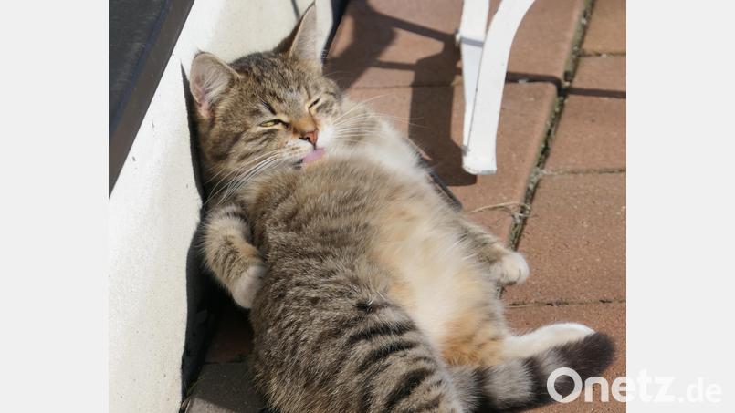 Ajax genießt die Märzsonne. Bild: Ilse Hauer