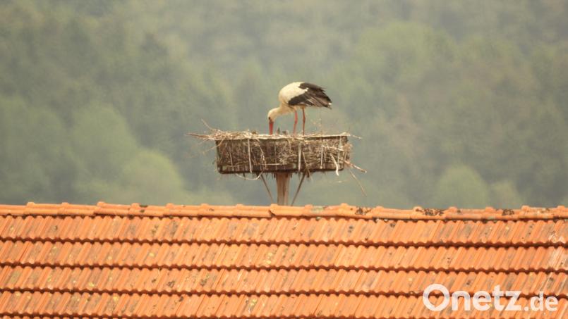 Auf dem Scheunendach der Kunschirs klappert es wieder. Der Storch ist zurückgekehrt. Bild: amö
