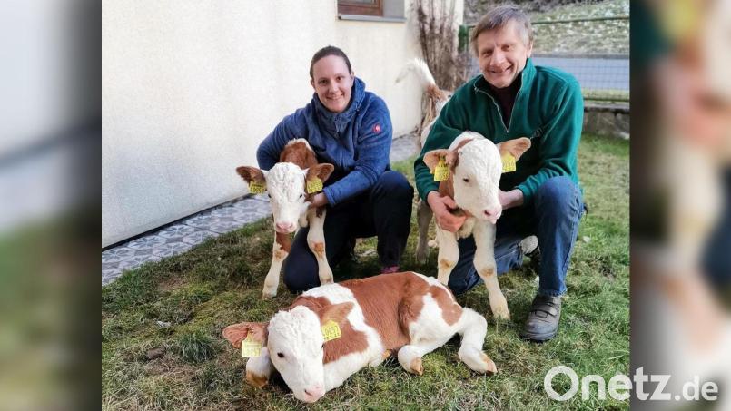 Landwirt Hubert Schuller und seine Tochter Silke freuen sich, dass die Drillinge Moni, Maya und Max gesund sind. Bild: kro