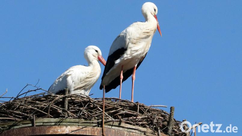 Der Blick auf den 17 Meter hohen Masten zeigt es: Die beiden Störche fühlen sich in Floß wieder pudelwohl. Bild: lst/exb