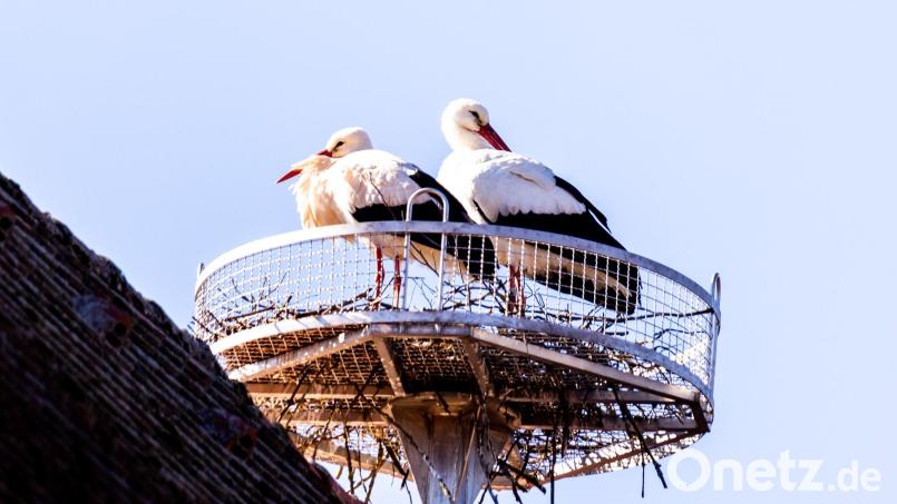 Die Pressather Störche beziehen das Nest am Pfarrheim. Bild: idu