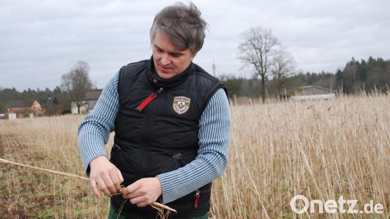Stefan Adam aus Fünfeichen bei Erbendorf auf seinem Feld mit Nutzhanf: &quot;Ich finde, dass der Anbau von Hanf in Deutschland eine interessante Alternative ist.&quot; Bild: cvl
