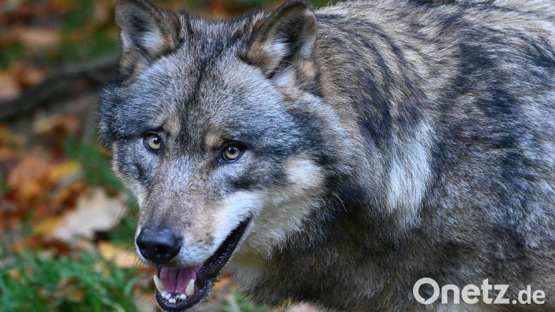 Der Wolf ist gleichzeitig schützenswert und eine Bedrohung. Eine Abschussfreigabe ist aber nicht die Lösung aller Probleme. Bild: Swen Pförtner