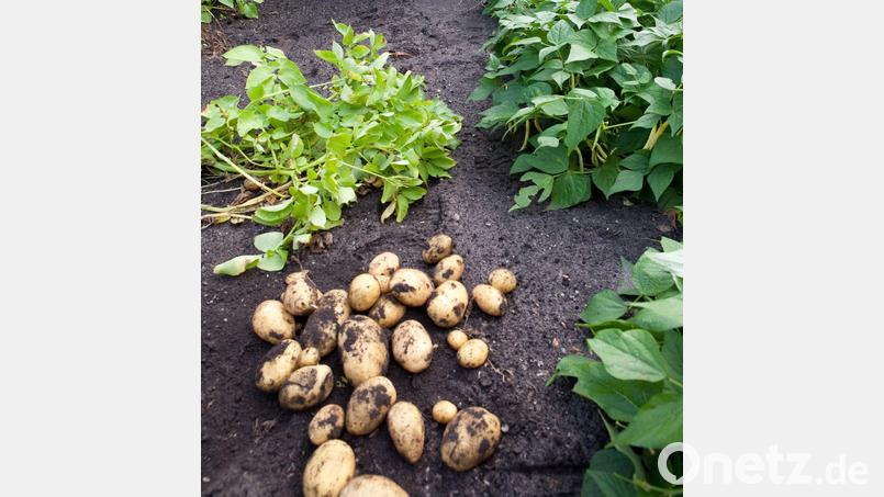 Im Gemüsebeet kann die richtige Mischung von Pflanzen auch dafür sorgen, dass diese gesund bleiben. Symbolbild: Kai Remmers/dpa