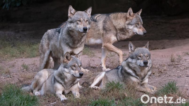 Wenn die Jungtiere alt genug sind, werden sie von den Elterntieren verbissen und suchen sich ihr eigenes Revier. Dabei legen sie bis zu 50 Kilometer am Tag zurück. Bild: Bernd Weißbrod
