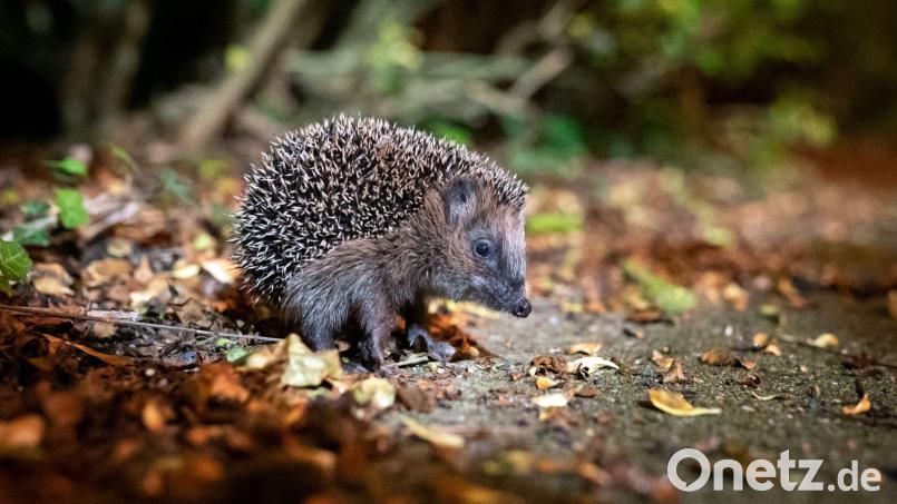 Ein Igel sitzt zwischen Laub auf einem Gehweg vor einem Gebüsch. Bild: Jonas Walzberg/dpa