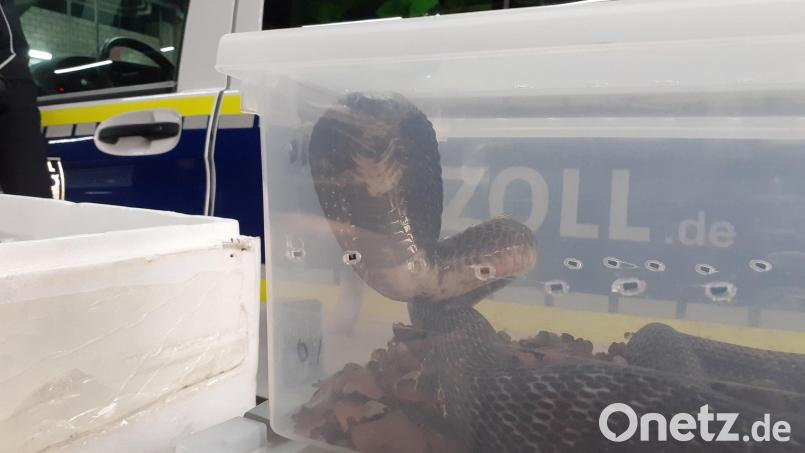 Eine der giftigen Brillenschlange in der Transportkiste aus Plastik, die vom Zoll bei Regensburg beschlagnahmt wurden. Bild: Hauptzollamt Regensburg