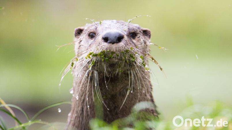 Fischotter sind putzig, aber nicht überall beliebt. Bild: Lino Mirgeler