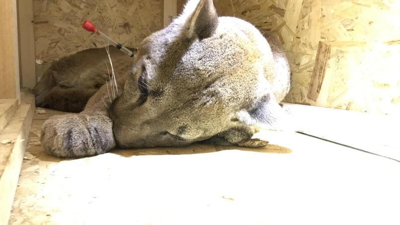 So friedlich war der Puma erst, als er per Blasrohr betäubt worden war. Bild: Jörg Beckmann