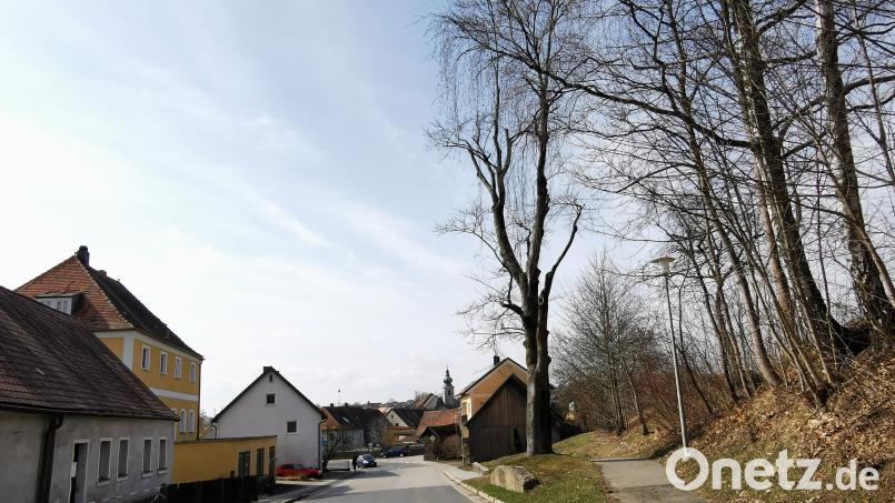 Diese mächtige Rotbuche in der Schönseer Straße wird es in Kürze nicht mehr geben. Der Stamm wird jedoch mit einer Höhe von etwa 1,50 Meter als Insektenhotel stehen bleiben. Bild: Portner