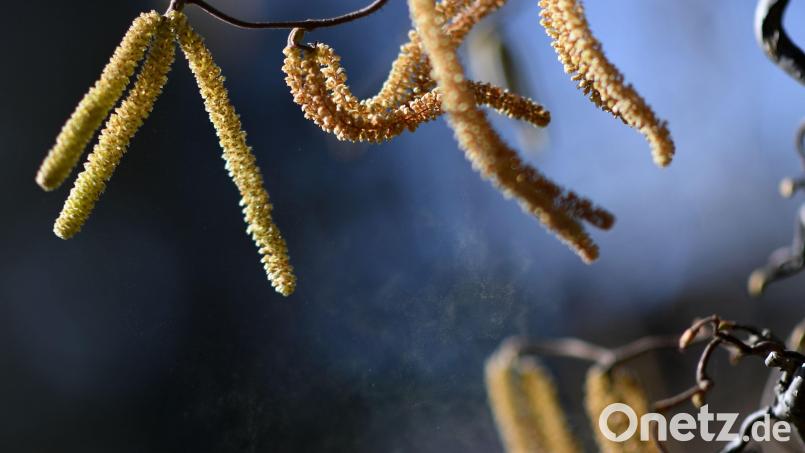 Eine Korkenzieherhasel - immer mehr Menschen bekommen Heuschnupfen. Bild: Angelika Warmuth