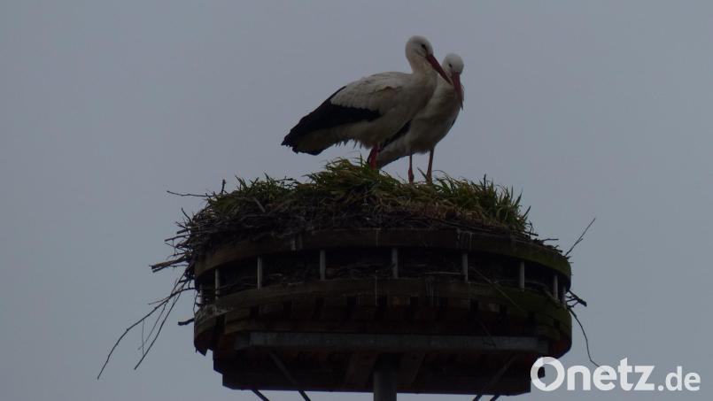In trauter Zweisamkeit genießt das Luhe-Storchenpaar die Aussicht Bild: hme