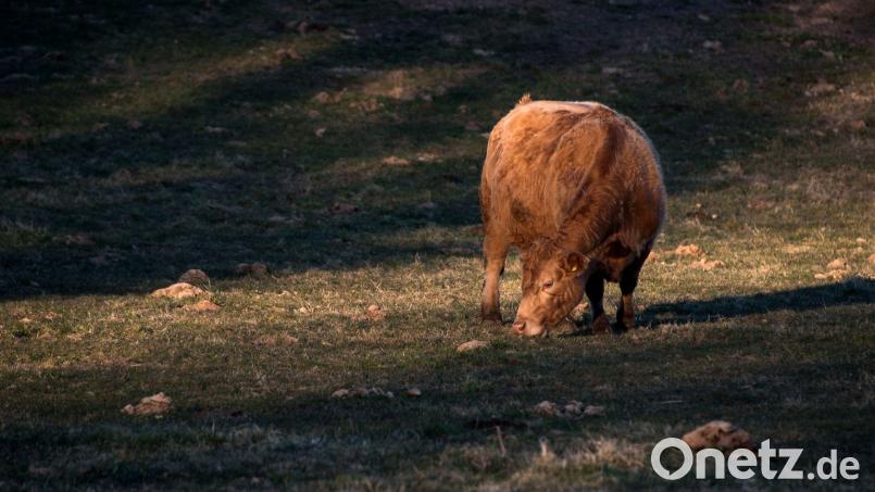 Eine Kuh steht auf einer Wiese und frisst im Licht der untergehenden Sonne. Bild: Daniel Bockwoldt/dpa/Archivbild