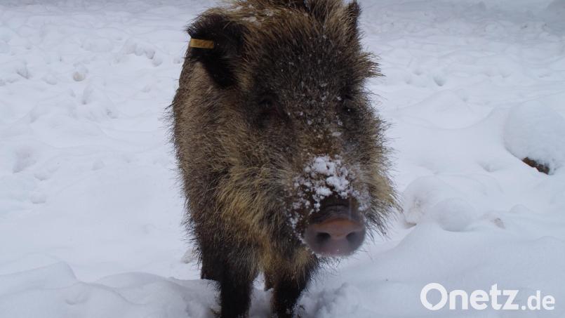 Nach rund drei Jahre erhält Wildschwein „Putin“ einen anderen Namen. Archivbild: gis