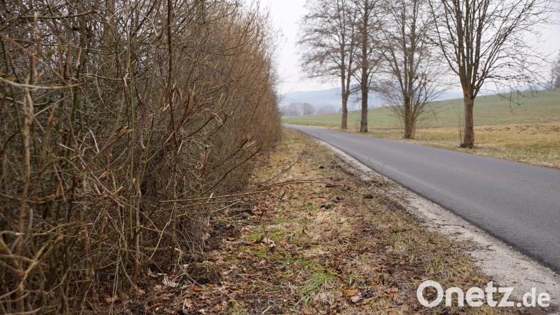 Die Pflege von Hecken reduziert sich nicht alleine auf deren Zurückschneiden besonders entlang der Straßen zur Verkehrssicherheit. Mit der Pflege sollen sie einen geordneten
Aufbau erhalten, der verhindert, dass sie im Innern hohl werden. Bild: bkr