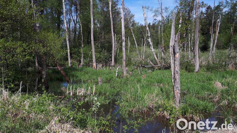 Als &quot;Amazonas&quot; bezeichnete der legendäre frühere BN-Kreisgruppenvorsitzende Hermann Semmelroch diese für Tier- und Pflanzenwelt enorm wertvollen Feuchtgebiete in der Vilsecker Mulde, die dem Bund Naturschutz seit Jahren gehören und vom Verband auch betreut werden. Bild: Horst Schwemmer/exb