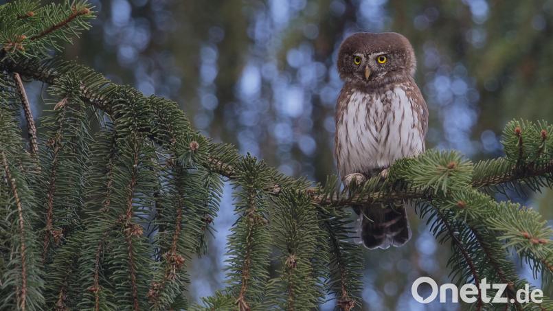 Der Sperlingskauz ist die kleinste Eule Europas und kommt auch in und um Weiden vor. Bild: LBV-Bildarchiv/Gunther Zieger/exb