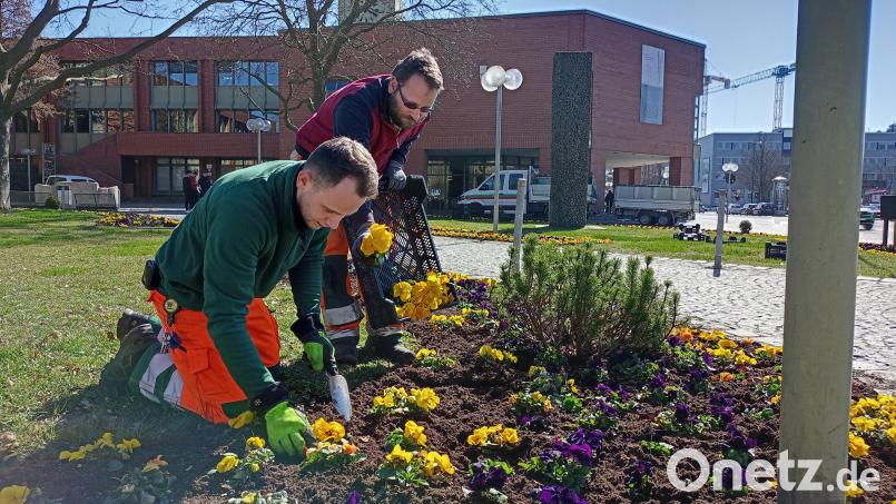 Mitarbeiter der Stadtgärtnerei Weiden setzen in diesen Tagen Tausende von Frühlingsblühern in die Beete der städtischen Grünanlagen. Vor dem Neuen Rathaus sind es allein 3900 Stiefmütterchen und 1500 Tulpenzwiebeln. Bild: Hladik