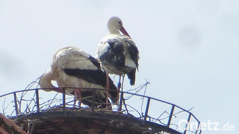 Zwei Störche im Nest auf dem Schwarzhofener Kirchendach. Bild: mad
