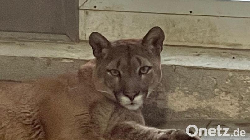 Neugierig beobachtet der Puma die Besucher in der Auffangstation für Reptilien in München. Bild: Jürgen Prölß