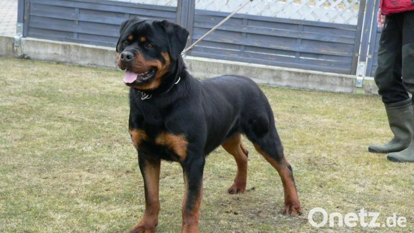 Große Hunde sind im Innerortsbereich grundsätzlich anzuleinen. Diese Anordnung gilt nicht erst mit der neuen Hundehalteverordnung. Bild: bnr