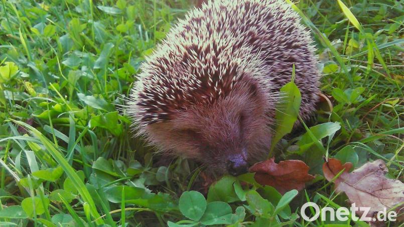 Es ist Aufwachzeit im Garten: Wer Igel bereits jetzt entdeckt, muss nicht sofort tätig werden. Sie kommen gut allein zurecht, außer sie wirken entkräftet oder krank. Dann kann ein Tierarzt gefragt werden, was zu tun ist. Bild: ubb