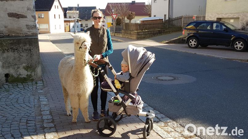 Leander, der Alpakahengst von Evi Scheinkönig, begleitet den kleinen Marlo auf der Spazierfahrt durch Altenstadt. Ein Trio, das jedenfalls Aufmerksamkeit auf sich zieht. Bild: dob