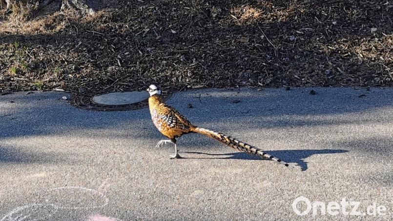 Ein Königsfasan stolziert im Wohngebiet in Eslarn auf der Straße. Bild: gz