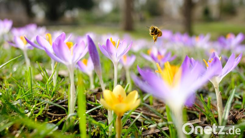 Eine Biene fliegt über eine Wiese mit Krokussen. Symbolbild: Ole Spata/dpa