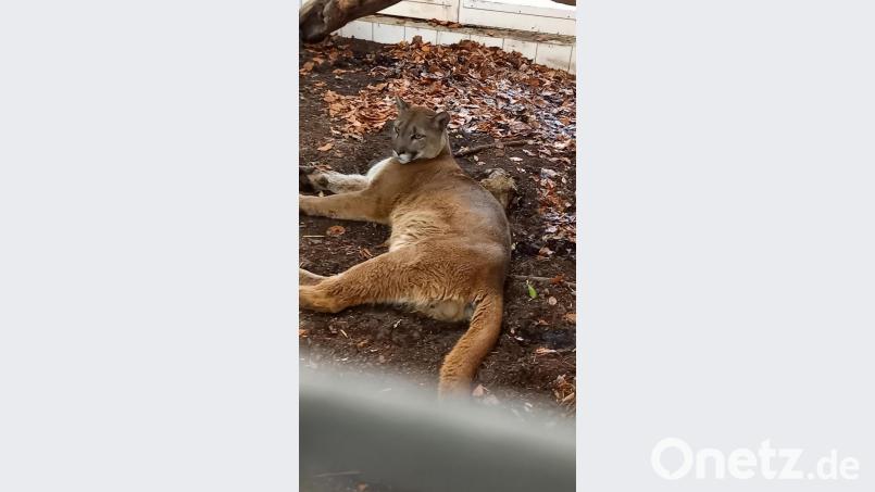Der geschmuggelte Puma von Neunburg in seinem Gehege in der Auffangstation für Reptilien München. Bild: Sandra Giltner