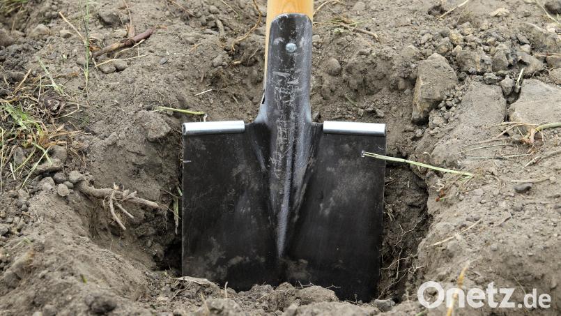 Die Polizei ermittelt gegen einen Unbekannten der Blumen und einen Johannisbeerstrauch gestohlen hat. Symbolbild: Bernd Wüstneck