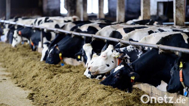 Der Krieg in der Ukraine hat vor allem Nutztierhalter in Schwierigkeiten gebracht: Sie treffen extrem gestiegene Kosten für Futter, Energie und Dünger besonders hart. Bild: Soeren Stache/dap
