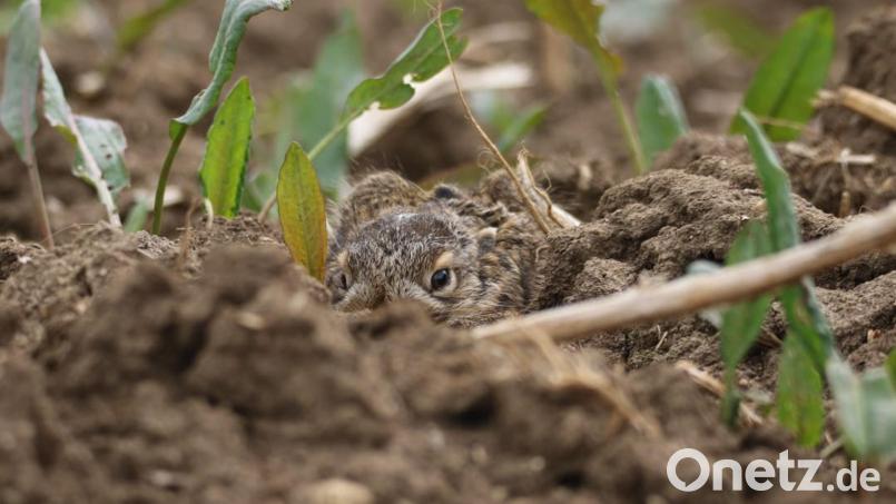 Junghasen ducken sich in eine Sasse, wie die flache Kuhle genannt wird, in der sie auf ihre Mutter warten, die sie morgens und abends säugt. Keine Bewegung, kein Laut und kein Geruch verraten die Jungtiere. Bild: exb/BJV/Hannah Reutter